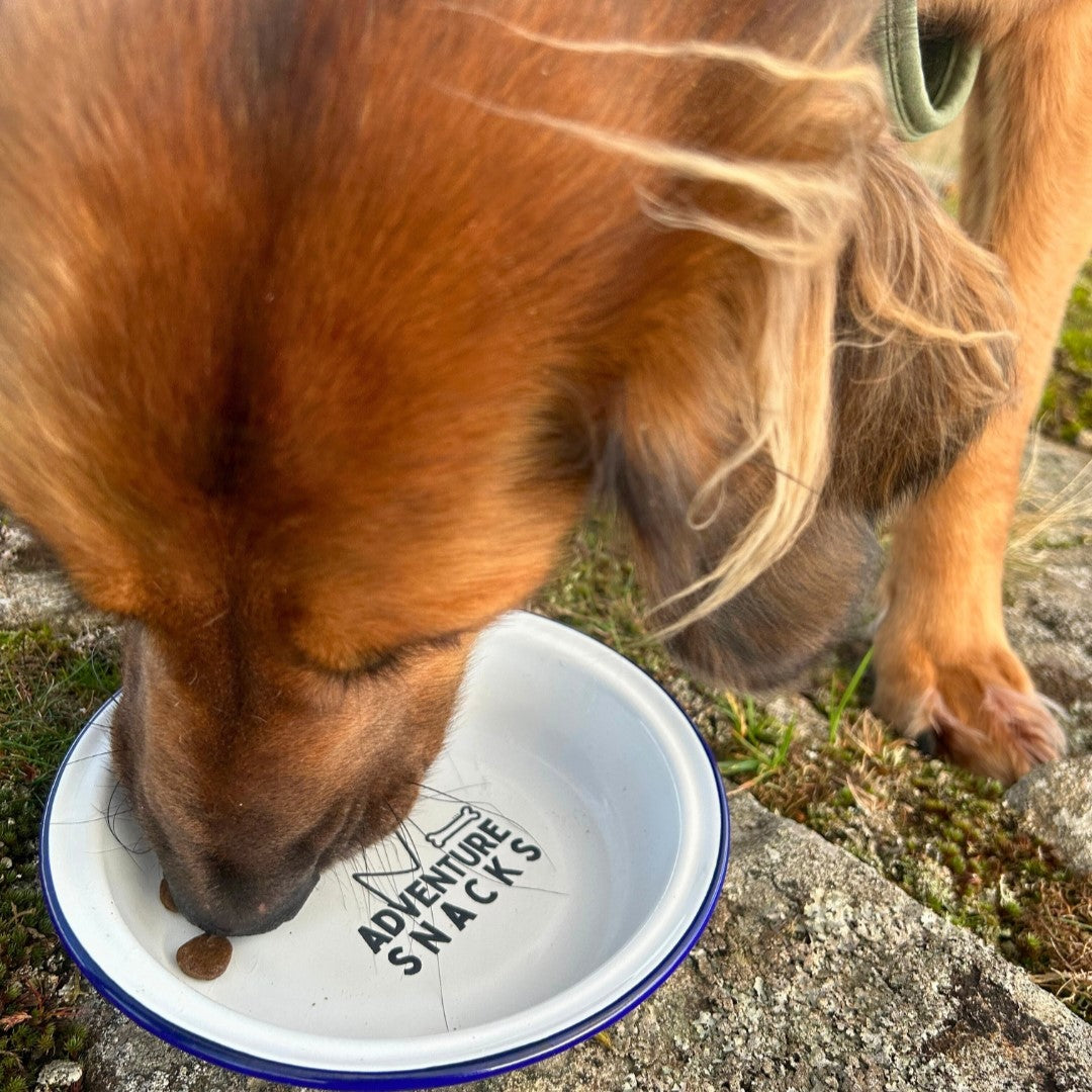 Enamel Dog Bowl